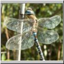 Aeshna mixta - Herbst-Mosaikjungfer m15.jpg